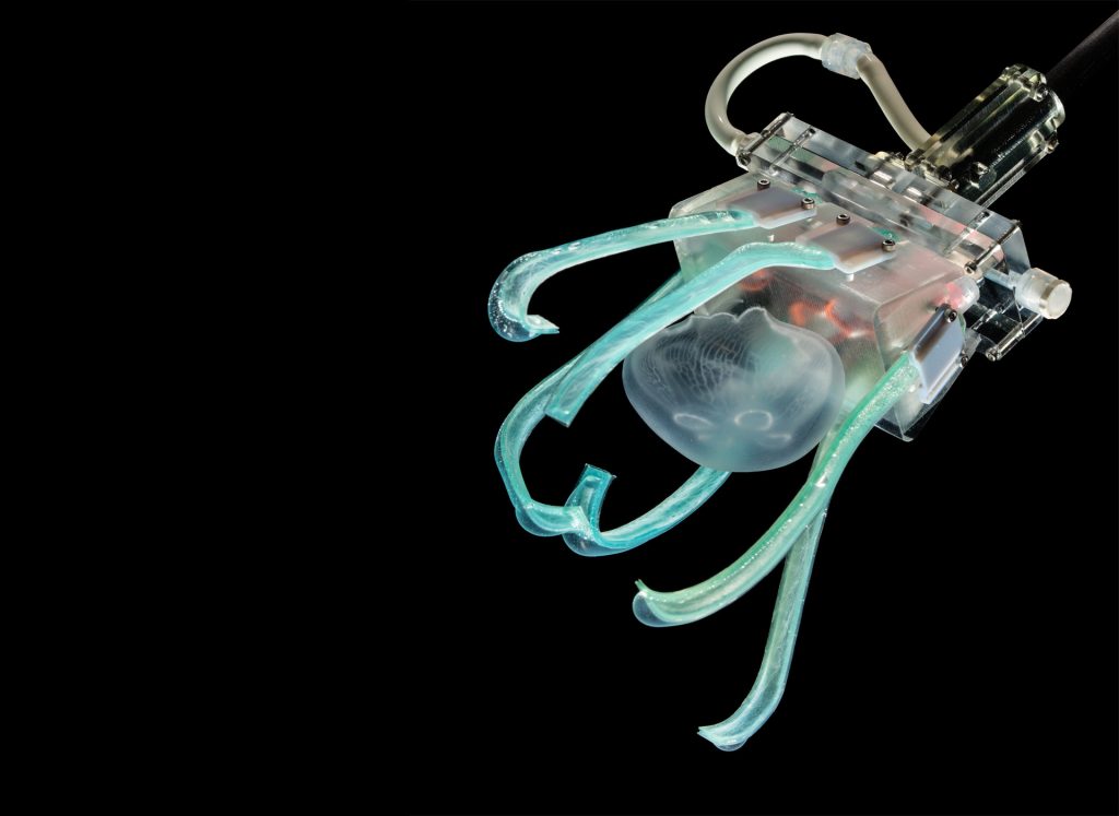 https://robotreporters.com/wp-content/uploads/2019/08/ultra-soft-robotic-gripper-jellyfish-harvard-1024x747.jpg